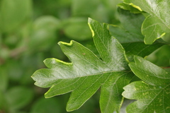 Phyllocoptes goniothorax