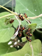 Tropidothorax sinensis