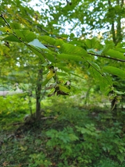 Carpinus