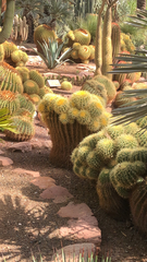 Kroenleinia grusonii