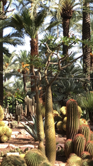 Pachypodium lamerei