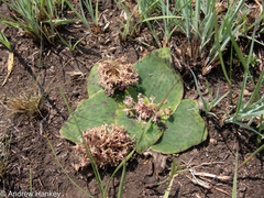 Ledebouria ovatifolia ovatifolia