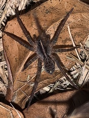Tigrosa georgicola