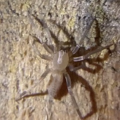 Tigrosa georgicola
