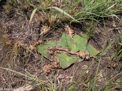 Ledebouria ovatifolia ovatifolia