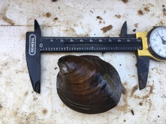 Reginaia ebenus