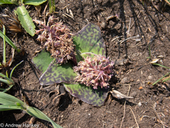Ledebouria ovatifolia ovatifolia