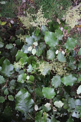 Brachyglottis repanda