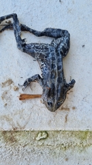 Pelophylax kurtmuelleri