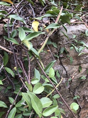 Trachelospermum asiaticum