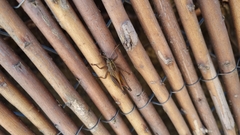 Eyprepocnemis plorans