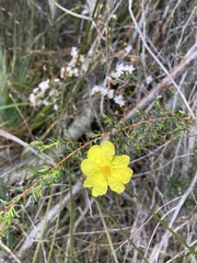 Hibbertia ericifolia