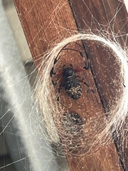 Nephilingis cruentata