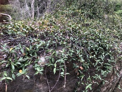 Trachelospermum asiaticum