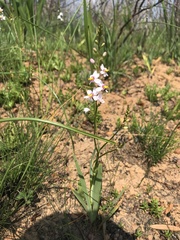 Ixia scillaris