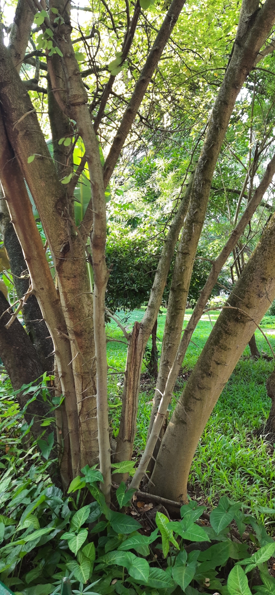 Silver Butterfly Tree (Bauhinia rufescens)
