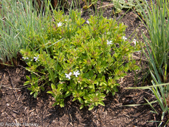 Dyschoriste costata
