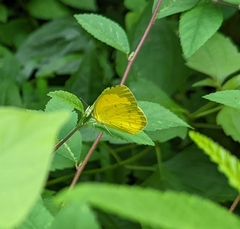 Eurema