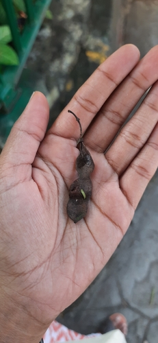 Bauhinia rufescens, photograph 2