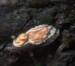 Dictydiaethalium plumbeum