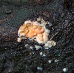 Dictydiaethalium plumbeum
