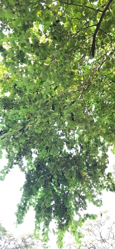 Bauhinia rufescens, photograph 3