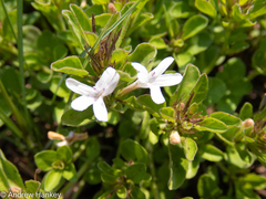 Dyschoriste costata