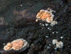 Dictydiaethalium plumbeum