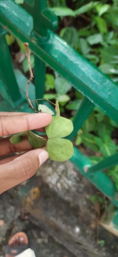Bauhinia rufescens, photograph 4