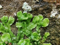 Conocephalum conicum