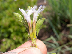 Dyschoriste costata