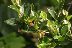 Cotoneaster simonsii