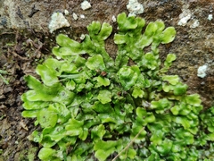 Conocephalum conicum