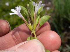 Dyschoriste costata