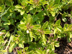 Dyschoriste costata