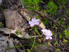 Drosera indumenta