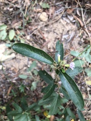 Helicteres angustifolia