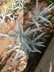 Senecio barbertonicus