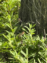 Trichonephila clavata