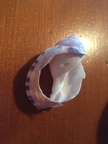 Semicassis labiata