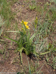 Hypoxis obtusa