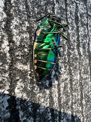 Sternocera aequisignata