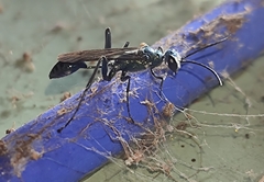 Chalybion bengalense