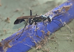 Chalybion bengalense