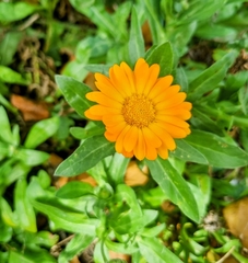 Calendula