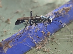 Chalybion bengalense