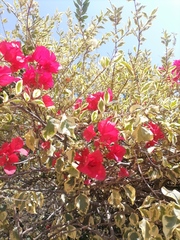 Malvaviscus penduliflorus