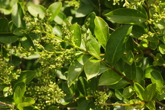 Ligustrum ovalifolium