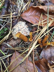 Craterellus tubaeformis