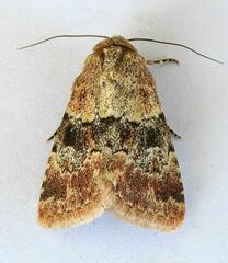 Properigea continens